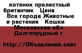 котенок прелестный британчик › Цена ­ 12 000 - Все города Животные и растения » Кошки   . Московская обл.,Долгопрудный г.